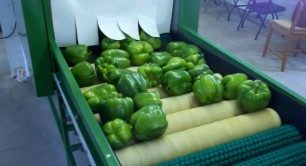 Photo of bell peppers on a conveyor belt.