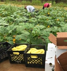 photo featuring two people harvesting on a farm with containers filled with squash in the foreground.
