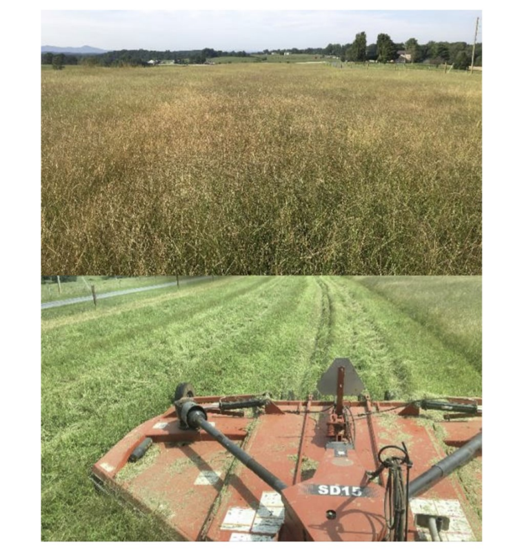 top: a field of switchgrass with prominent summer annuals; bottom: a mower clipping switchgrass.