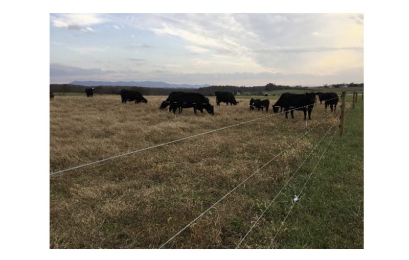 A group of black cattle grazing switchgrass.