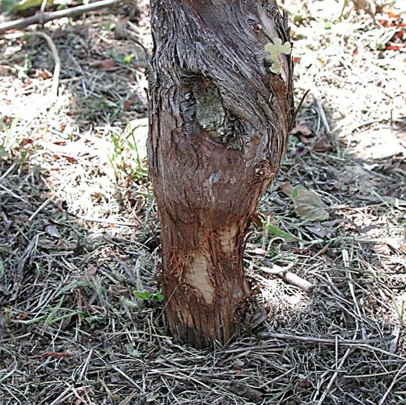 Close-up of the bottom of a vine’s trunk showing damage and significant narrowing at its base.