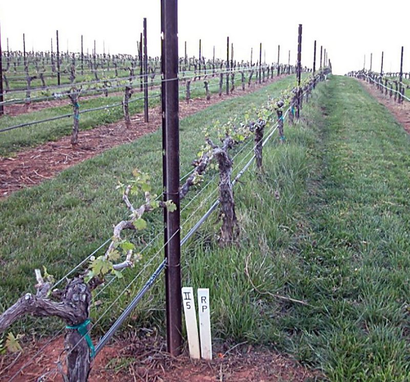 Thick grass growing at the base of grapevines along the entire row.