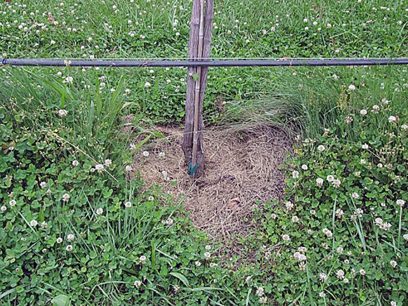 Base of grapevine surrounded by green, blossoming white clover, but with a circular area of ground at the base of the trunk maintained free of vegetation.
