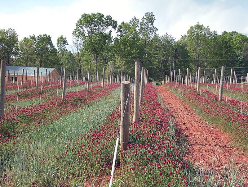Vineyard with intrarows planted in crimson clover; its red blossoms provide a pleasing contrast against the green grasses and a brown mulch path in the interrow.  