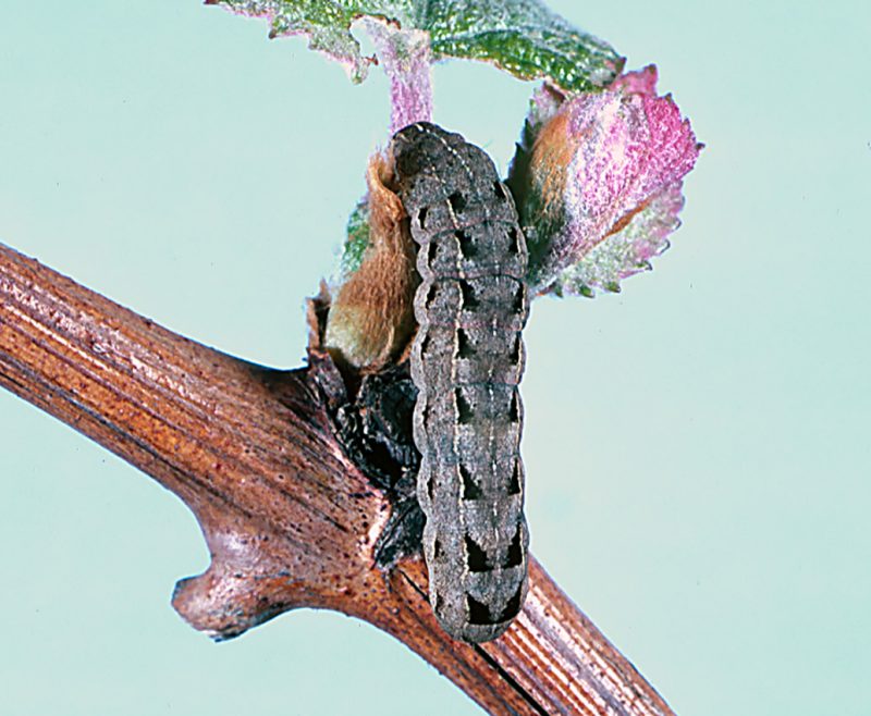 A close-up of a climbing cutworm stretched from the stem of a grapevine onto a bud.