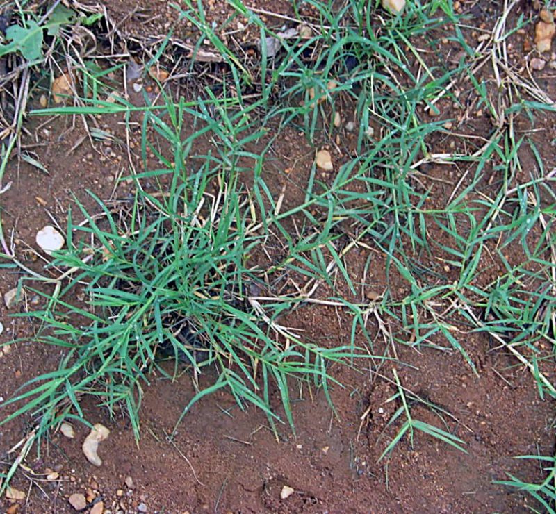 Overhead shot of bermudagrass growing on bare ground with stones scattered in the soil.