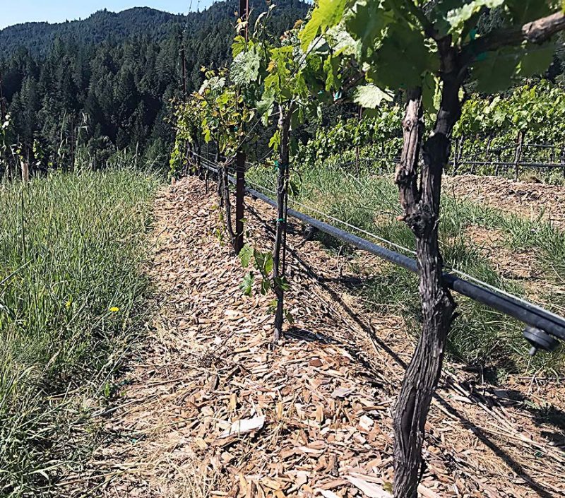 A row of grapevines with wood chips covering the entire row at the base of the vines.  