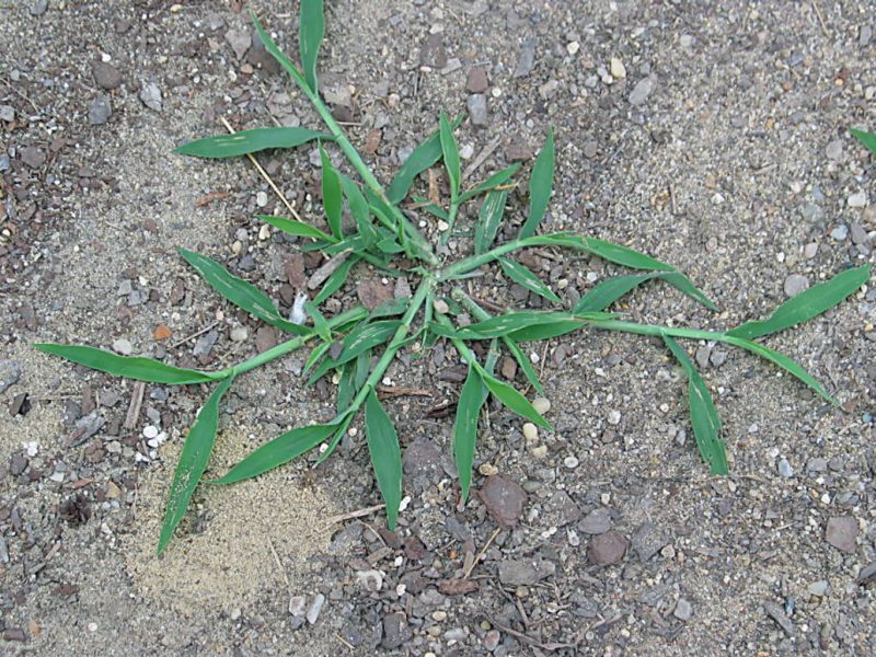 Overhead shot of crabgrass growing on bare ground. 