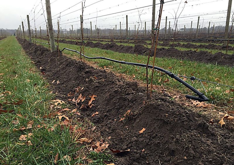 A vineyard in winter featuring a continuous soil mound down the row protecting the bottom portion of the trunks.