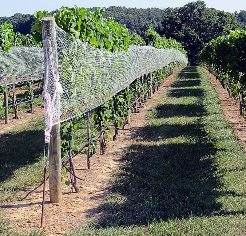 a photo of a vineyard