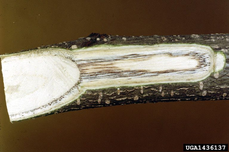 Discolored wood in Fusarium wilt-diseased mimosa branch. (Image courtesy of Clemson University-USDA Cooperative Extension Slide Series, Bugwood.org.)