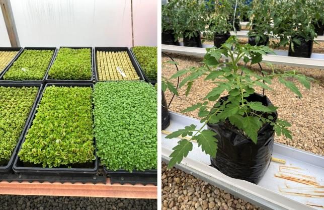 Figure 2. Several trays with germinated seedlings (left), and a tomato plant growing in a plastic bag filled with media (right).