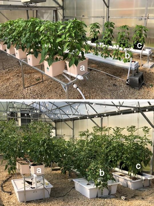 Figure 5. The top image shows peppers growing in three rows of hydroponic systems. First in (a) Dutch buckets, (b) the second in NFT channel, and the third in a (c) media bag. The bottom image shows tomatoes growing in different types of hydroponic systems.