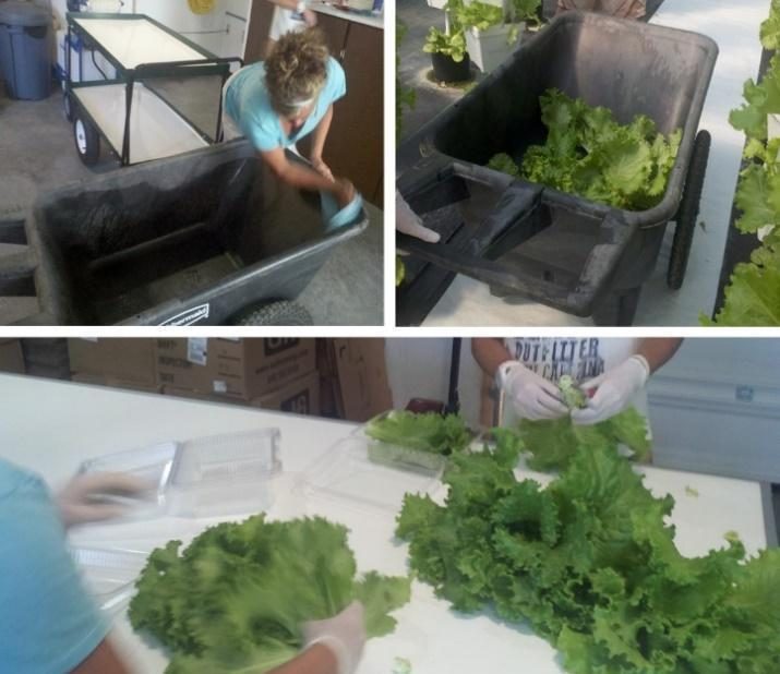 Figure 7. Harvesting and packing process images including: cleaning and sanitizing a Rubbermaid wheelbarrow (top left); harvested lettuce placed in the wheelbarrow (top right); and the harvested lettuce being sorted and packed into plastic clamshells.