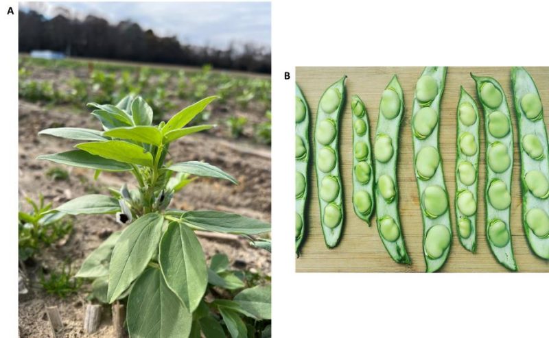 Figure 1. A faba bean plant with green leaves and pods. The image of the faba bean plant is from the Tidewater Agricultural Research and Extension Center at Suffolk, Virginia, on December 4, 2023. The image source for pods is an article written by Lela Nargi dated January 12, 2017, on Civil Eats website.