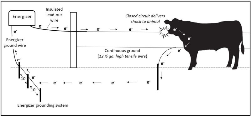 A cow with its nose to an electrified fence wire being shocked from the closed circuit created by an energizer and a continuous ground wire connected to a buried post.