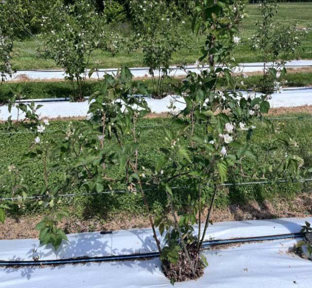 Photograph of blooming cordon pruned floricanes