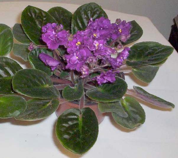 A close-up of a purple flowering African violet.