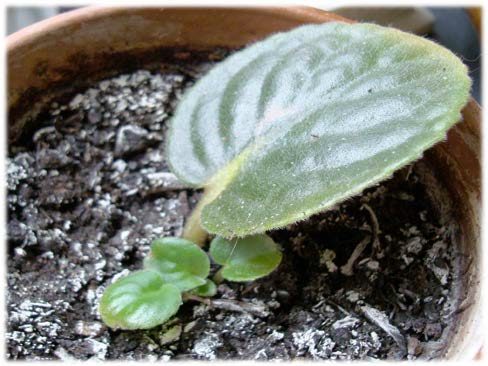 A propagated African violet leaf