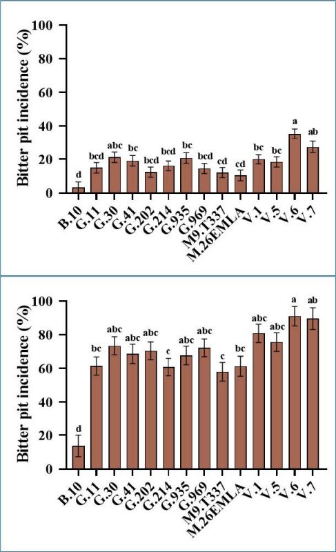 Two bar charts showing bitter pit (BP) incidence in ‘Honeycrisp’ apples grafted on different rootstocks. The top panel shows average BP incidence at harvest across 14 rootstocks, with B.10 showing the lowest incidence and V.6 and V.7 among the highest. The bottom panel displays average BP incidence after three months of cold storage, with a similar pattern of increased BP severity. Error bars represent standard error of the mean.