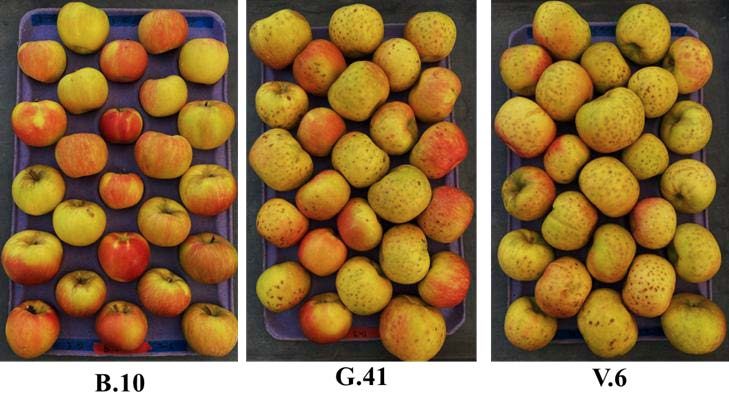 Three trays of ‘Honeycrisp’ apples showing varying degrees of bitter pit symptoms by rootstock. The left tray (B.10 rootstock) shows mostly smooth, well-colored apples with little to no bitter pit. The middle tray (G.41 rootstock) shows moderate bitter pit symptoms with visible dark spots scattered across many fruits. The right tray (V.6 rootstock) displays severe bitter pit, with nearly all apples showing extensive spotting and pitting across the surface. (Rectangle)