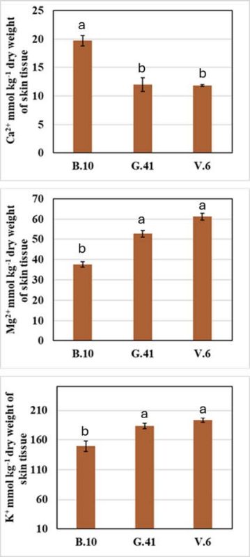 Three bar graphs showing the concentrations of calcium, magnesium, and potassium in the skin tissue of ‘Honeycrisp’ apples from three rootstocks: B.10, G.41, and V.6. •Top panel: B.10 apples had the highest Ca²⁺ levels, significantly greater than G.41 and V.6. •Middle panel: Mg²⁺ levels were lowest in B.10 and highest in V.6, with G.41 in between; B.10 differed significantly from the others. •Bottom panel: K⁺ levels were lowest in B.10 and significantly higher in G.41 and V.6, which did not differ from each other. Bars are annotated with letters indicating statistically significant groupings based on Tukey’s HSD test at P < 0.05.