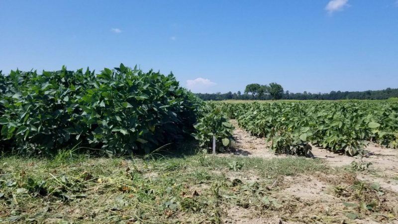 Side-by-side comparison of edamame varieties in a field. The variety on the left is twice as tall as the variety on the right.