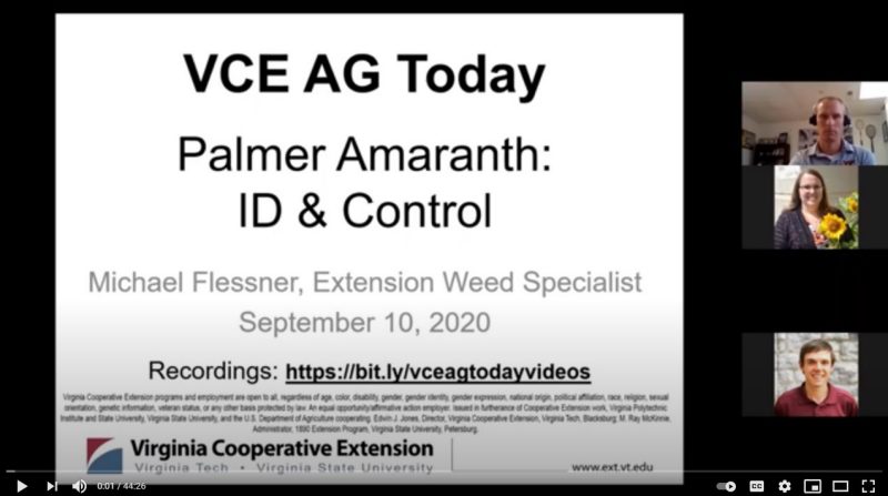 Cover for publication: VCE Ag Today: Palmer Amaranth ID and Control