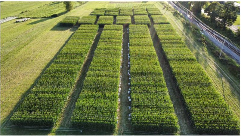 A field of crops in Washington County, Virginia.