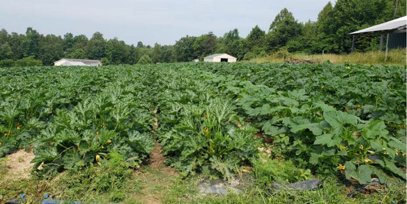 Vegetable Production is a growing farming enterprise in Charlotte County