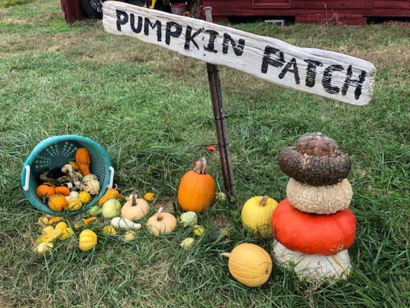 An assortment of different sizes and colors of pumpkins with a pumpkin patch sign above it.